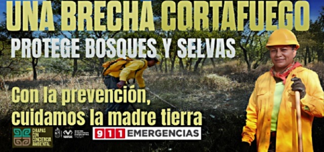 Una brecha cortafuego protege bosques y selvas