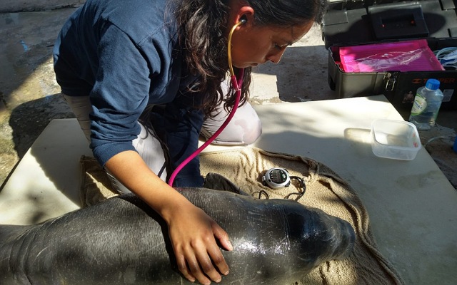 Semahn resguarda cría de manatí rescatada en Campeche