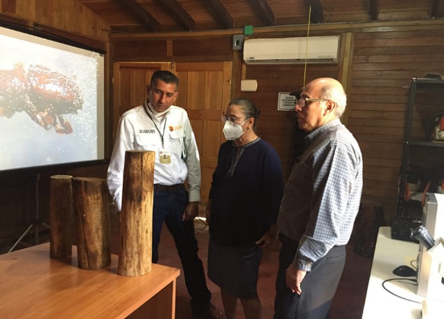 Laboratorio de Entomología y Sanidad Forestal, un aliado en el combate a las plagas forestales: SEMAHN