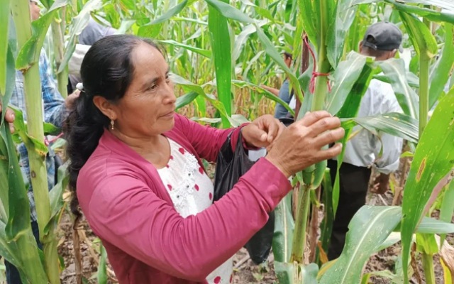 El maíz no es solo un cultivo, es la raíz de nuestra historia y la semilla de nuestro futuro