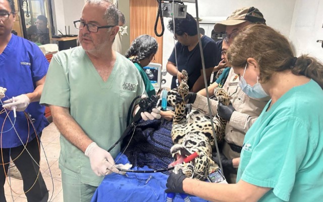 Estado de salud de jaguar recibida a través de la PROFEPA.