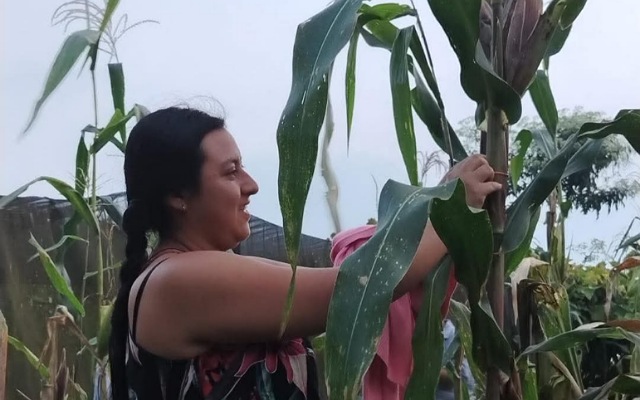 Preservando el maíz nativo desde la raíz en Chiapas