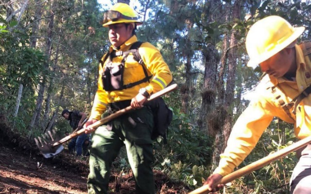 Trabajos de prevención física en arbolado pino–encino para reducir riesgos ante posibles incendios forestales