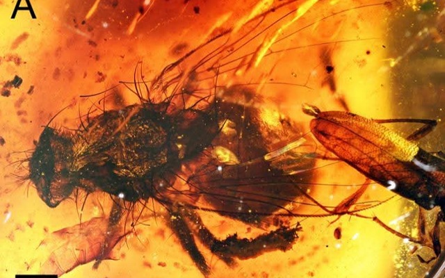 Descubriendo el pasado para proteger el futuro: nueva especie fósil en ámbar de Chiapas 