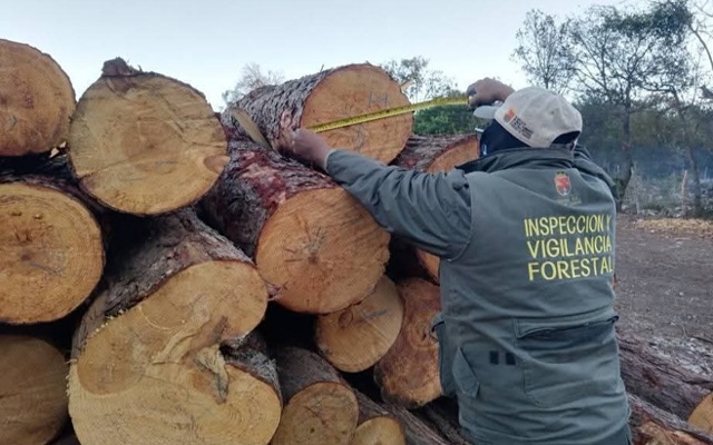 Acciones firmes en defensa de nuestros recursos forestales 